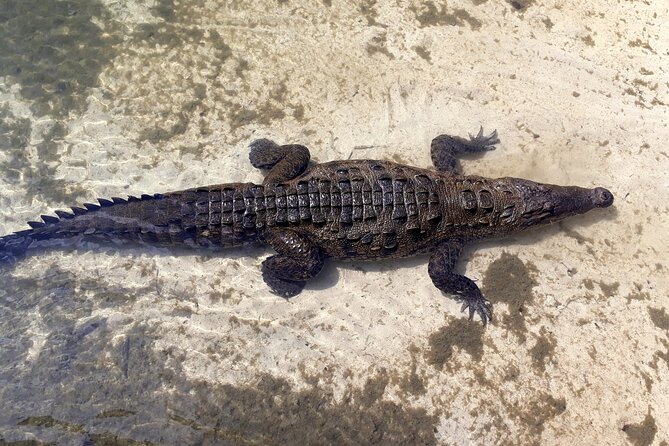 Cozumel National Park and Beach Break: Private Tour - The beach stop is the day’s quiet reward