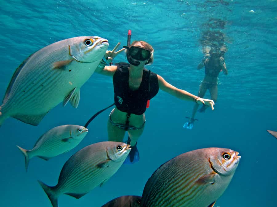 Cozumel: Official Chankanaab Park and Snorkeling with Lunch - Sea lion shows and other add-ons