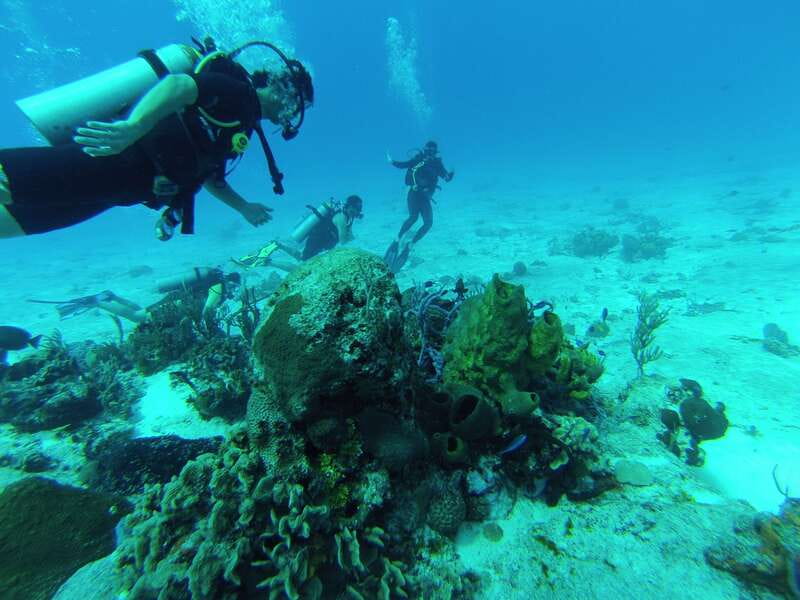 Cozumel: One Tank Scuba Dive and Full Chankanaab Park Access - Small drawbacks to keep in mind