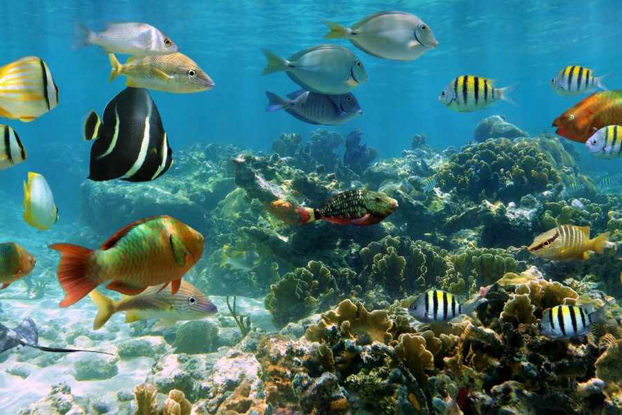 Cozumel: One Tank Scuba Dive and Full Chankanaab Park Access - How the $63 price holds up