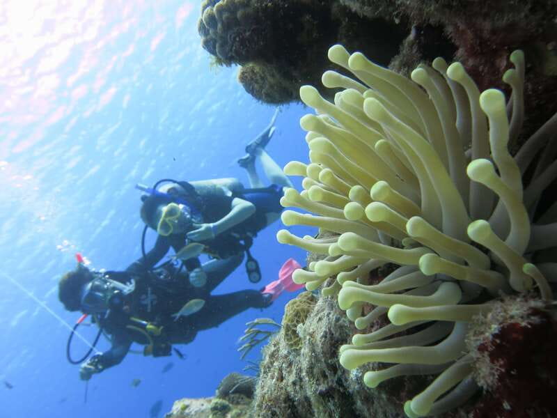 Cozumel: One Tank Scuba Dive and Full Chankanaab Park Access - What the guides do especially well