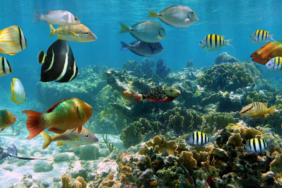 Cozumel: Palancar, Columbia and Cielo Reefs Snorkeling Tour - Setting out from Marina Cozumel ASIPONA
