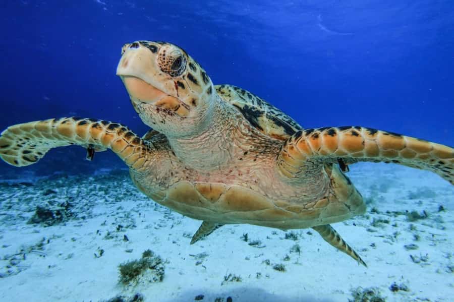 Cozumel: Palancar, Columbia and Cielo Reefs Snorkeling Tour - Ceviche, beer, and a shaded ride home