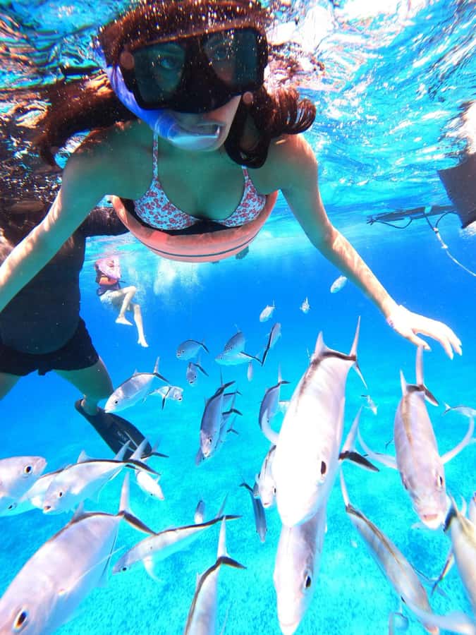 Cozumel: Palancar, Columbia and Cielo Reefs Snorkeling Tour - What $52 really buys you