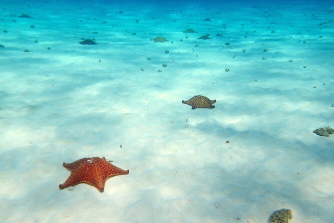 Cozumel Private 4-hour Boat Tour to El Cielo with Snorkeling - Palancar Reef and Colombia Reef: Cozumel’s underwater opening act