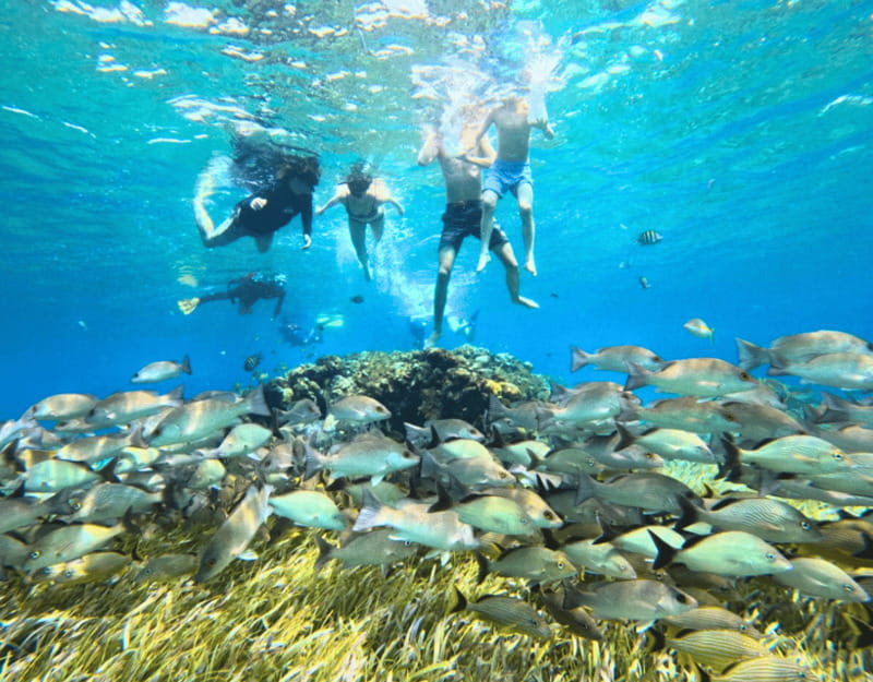 Cozumel: Private Snorkel Tour El Cielo + 3 Reefs Food Drinks - Meeting at San Francisco Beach Club