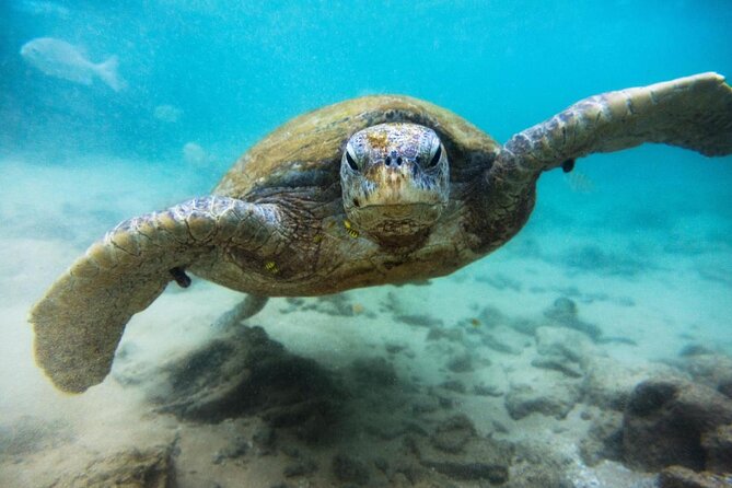 Cozumel Private Snorkeling and Charter Experience - Why this private Cozumel charter is worth considering