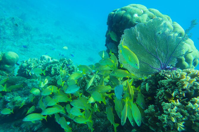 Cozumel Reef Snorkeling Tour - Palancar Reef for another look at Cozumel’s coral