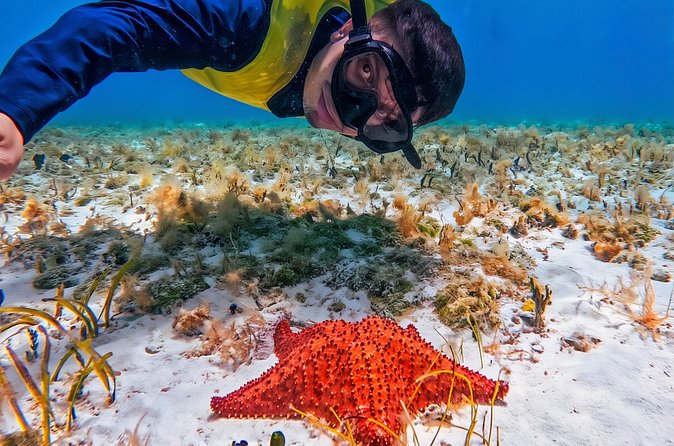 Cozumel's Reefs in El Cielo, Palancar and Columbia Guided Tour - Palancar Reef and the chance to see turtles
