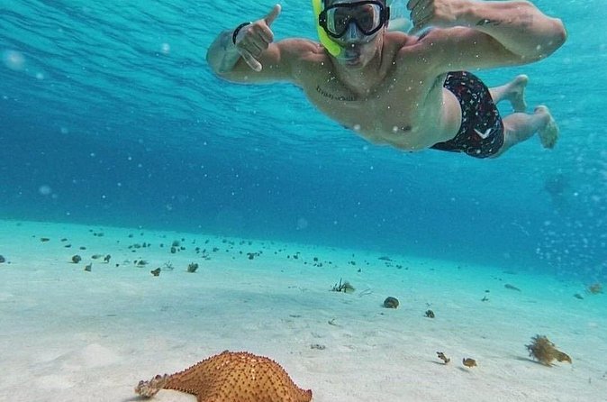 Cozumel's Reefs in El Cielo, Palancar and Columbia Guided Tour - El Cielo and El Cielito: starfish and shallow water