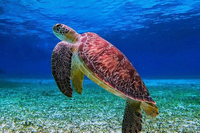 Cozumel's Reefs in El Cielo, Palancar and Columbia Guided Tour - Food, drinks, and the real value of $28.50