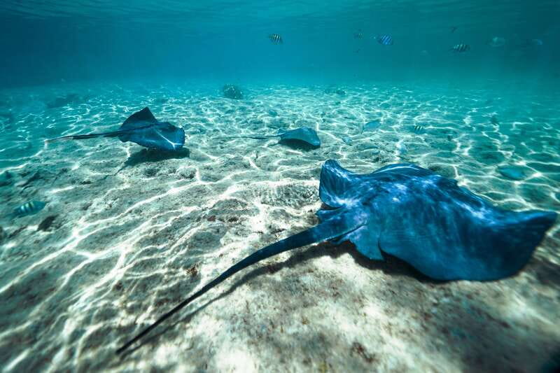 Cozumel: Snorkel and Swim with Stingrays - Key points at a glance