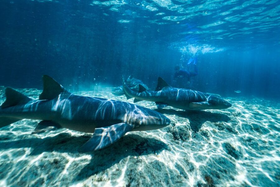 Cozumel: Snorkel and Swim with Stingrays - Practical timing from the cruise piers
