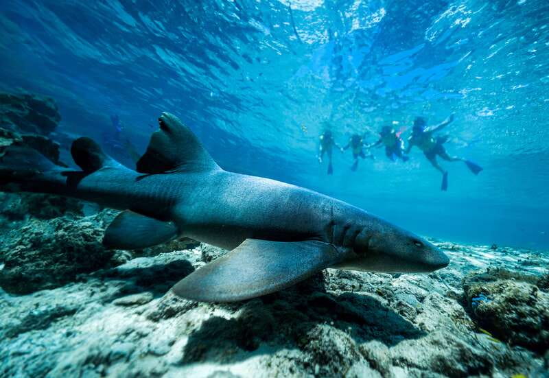 Cozumel: Snorkel and Swim with Stingrays - The beach club and time on land