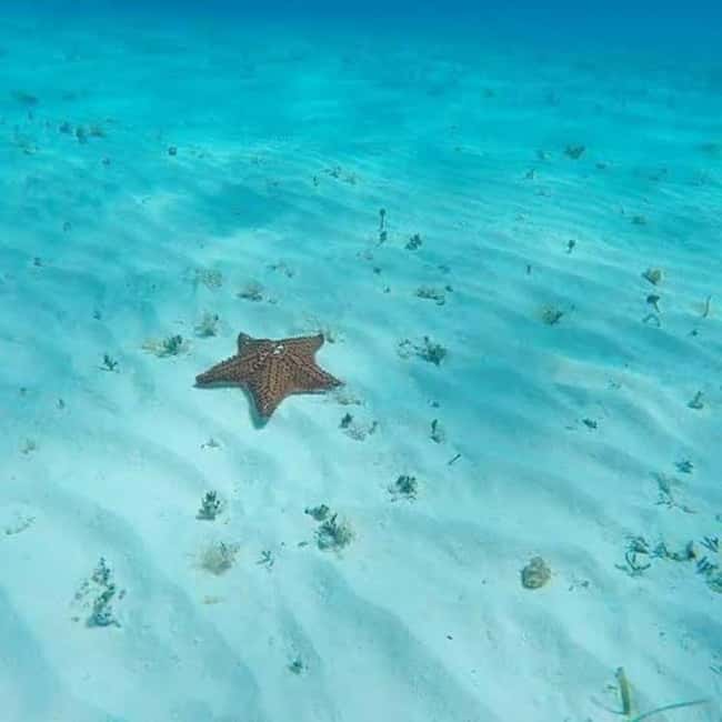 Cozumel: snorkeling on reefs + visit to "El Cielo" - Who should book this outing