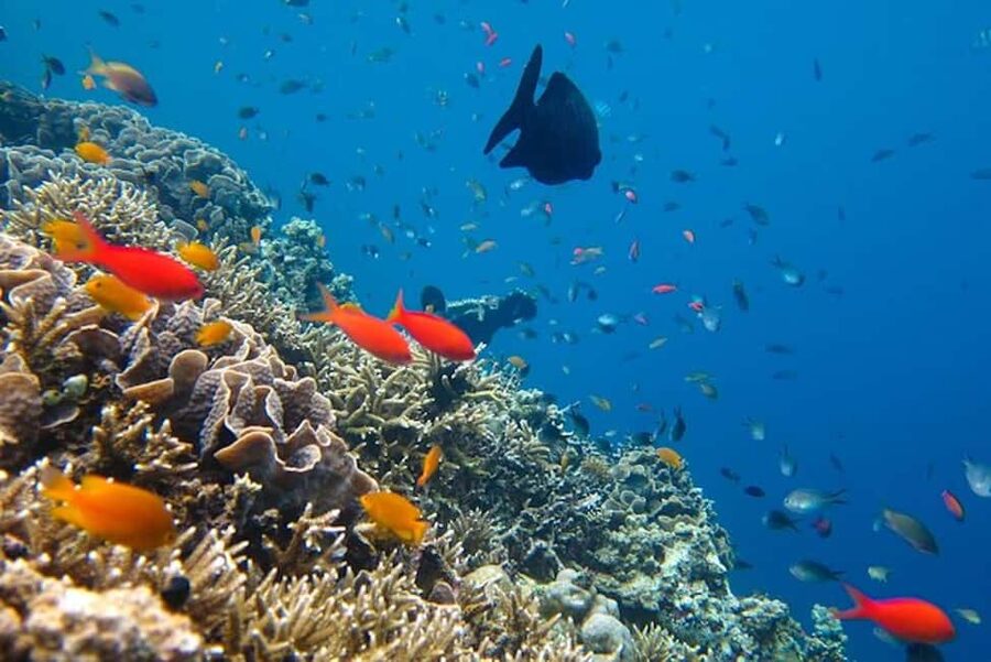Cozumel: snorkeling on reefs + visit to "El Cielo" - Columbia Reef and the marine life you may spot