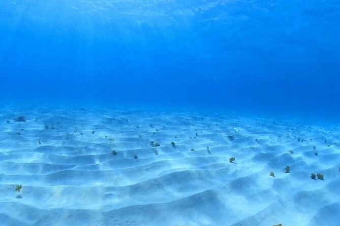 Cozumel Snorkeling Reef Experience with Ceviche and Beers - A private speedboat morning from San Miguel