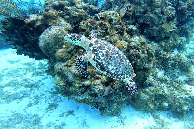 Cozumel Snorkeling Reef Experience with Ceviche and Beers - El Cielo is the visual highlight