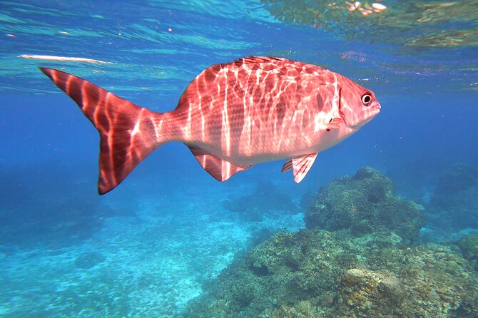 Cozumel Snorkeling Reef Experience with Ceviche and Beers - Practical details that shape the day