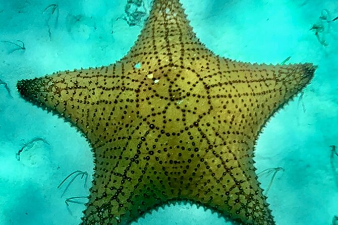 Cozumel Snorkeling Reef Experience with Ceviche and Beers - Palancar Reef brings the main reef scenery