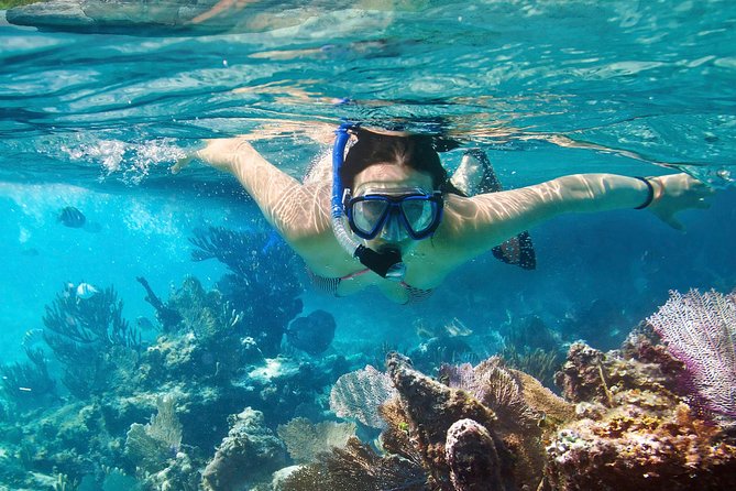 Cozumel Snorkeling Tour at Palancar & Colombia Reefs and El Cielo - Colombia Reef brings the first look at Cozumel’s marine life