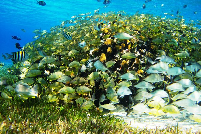 Cozumel Snorkeling Tour at Palancar & Colombia Reefs and El Cielo - El Cielo is the relaxed finale