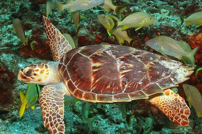 Cozumel Snorkeling Tour at Palancar & Colombia Reefs and El Cielo - Boat transfers are the biggest planning concern