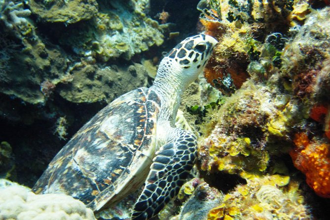 Cozumel Snorkeling Tour at Palancar & Colombia Reefs and El Cielo - Is $59.49 a fair price?