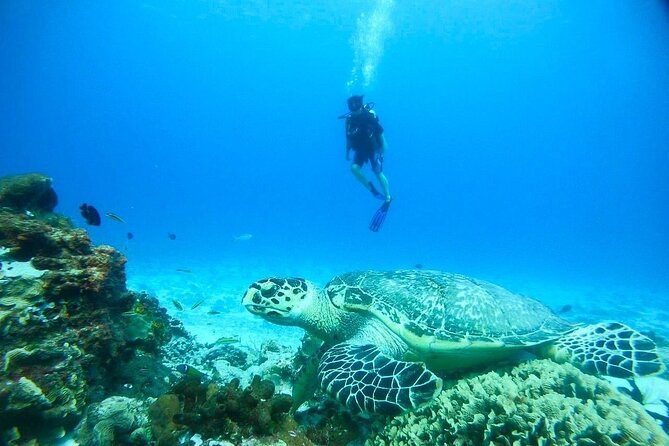 Cozumel Snorkeling Tour: Palancar, Columbia and El Cielo Reefs - Columbia Reef adds another underwater setting
