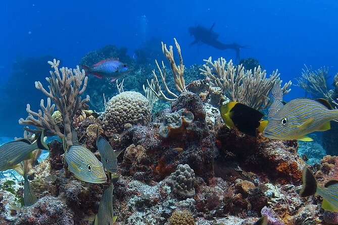 Cozumel Snorkeling Tour: Palancar, Columbia and El Cielo Reefs - What the additional reef names mean