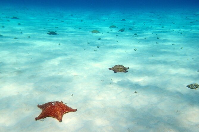 Cozumel Snorkeling Tour to Palancar Reef and El Cielo - What to bring for a better day