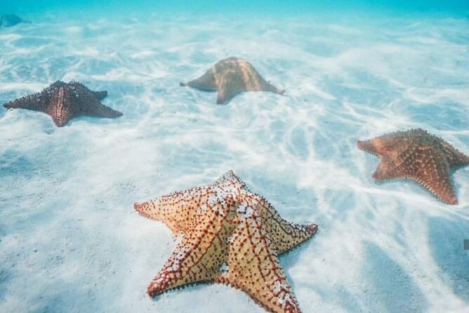 Cozumel Snorkeling Tour to Palancar Reef and El Cielo - El Cielo and the starfish shallows