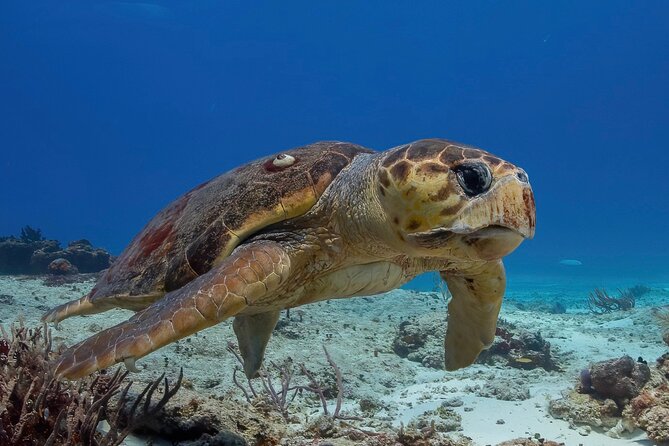 Cozumel underwater 2 Tank Dive by boat - Key points to know before you book