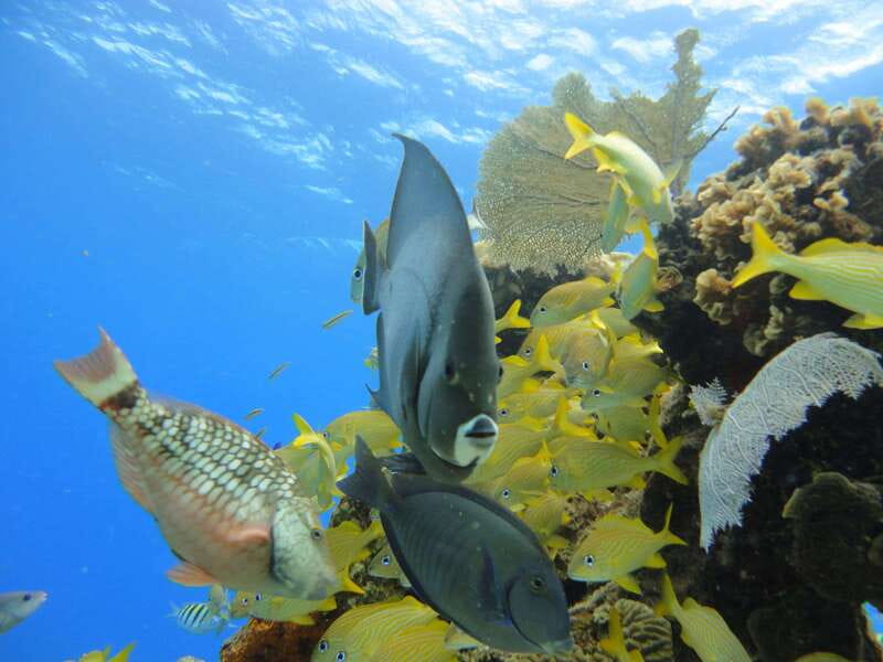 Cozumel: VIP Glass Bottom Boat & Snorkeling 3 Reefs Tour - First stop: Villa Blanca Reef and the nearby shallows