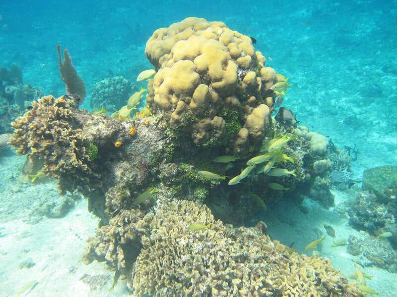 Cozumel: VIP Glass Bottom Boat & Snorkeling 3 Reefs Tour - Third stop: Deep Paradise Reef, with changing conditions