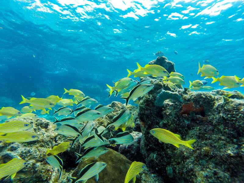 Cozumel: West Coast E-Bike and Snorkeling Tour - The cenote and Cozumel’s underground water
