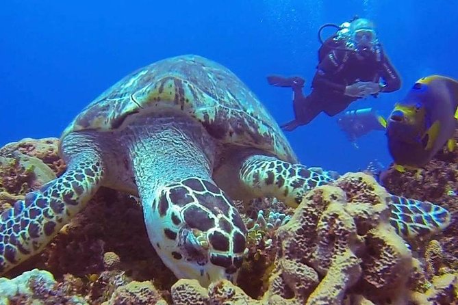 Discover Scuba Diving - Shallow-water practice before the reef