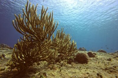 Discover Scuba Diving