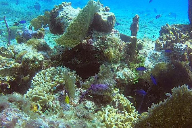 Discover Scuba Diving - What you can see underwater