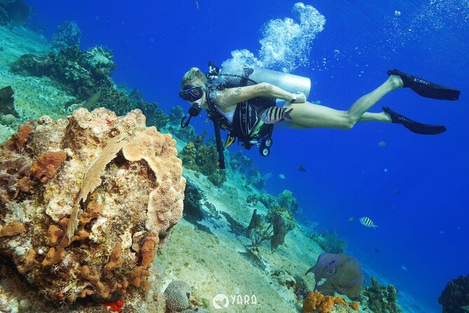Discover Scuba Diving - Is $95 a fair price?