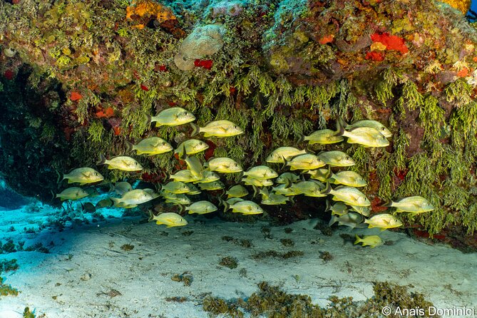 Discover Scuba Diving at Cozumel Marine Park - Safety, comfort, and the limits of a first scuba outing