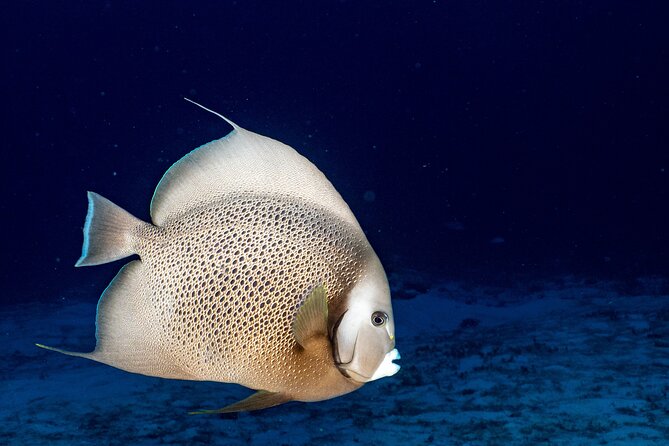 Discover Scuba Diving at Cozumel Marine Park - Who will get the most from this program