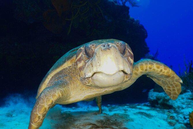Discover Scuba Diving in Cozumel - Meeting the instructor at Tikila Beach Bar