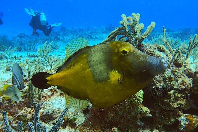 Discover Scuba Diving in Cozumel - Why the four-person limit matters