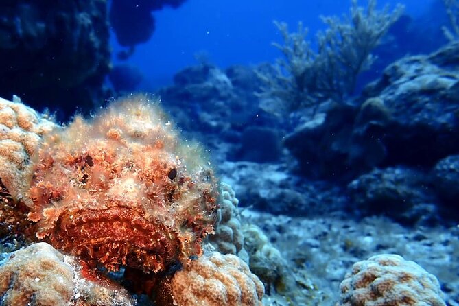 Discover Scuba Diving in Cozumel - Temperature, wetsuits, and comfort