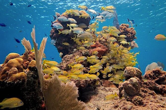 Discover Scuba Diving in Cozumel Paradise Reef - What makes Paradise Reef a good first scuba experience