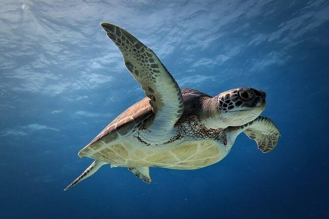Discover Scuba Diving in Cozumel Paradise Reef - The surface break: fruit, cookies, and a useful pause