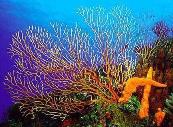 El Cielo and Snorkel Private Excursion - Key points at a glance