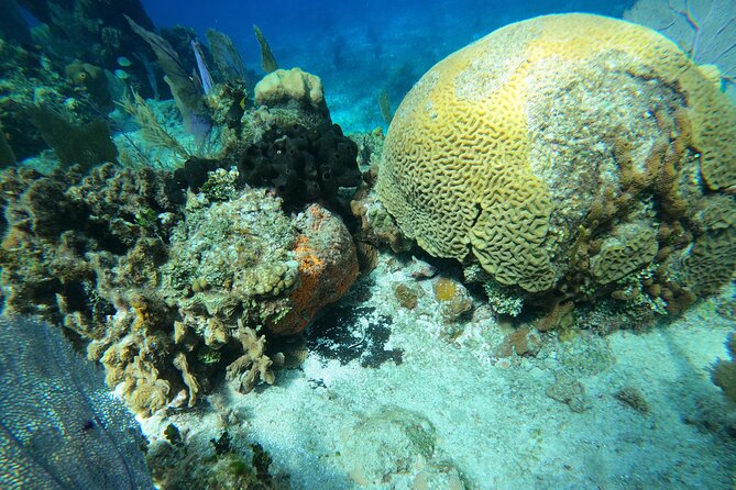 El Cielo and Snorkeling for Cruise Ship Passengers - Key points at a glance