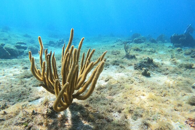 El Cielo and Snorkeling for Cruise Ship Passengers - What the four-hour schedule means on a cruise day